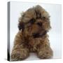 Shih Tzu Puppy, 7 Weeks Old, Lying Down with Head Up-Jane Burton-Stretched Canvas