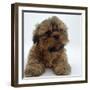 Shih Tzu Puppy, 7 Weeks Old, Lying Down with Head Up-Jane Burton-Framed Photographic Print