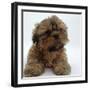 Shih Tzu Puppy, 7 Weeks Old, Lying Down with Head Up-Jane Burton-Framed Photographic Print