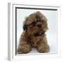 Shih Tzu Puppy, 7 Weeks Old, Lying Down with Head Up-Jane Burton-Framed Photographic Print