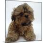 Shih Tzu Puppy, 7 Weeks Old, Lying Down with Head Up-Jane Burton-Mounted Photographic Print