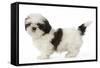 Shih Tzu Puppy in Studio-null-Framed Stretched Canvas