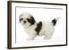 Shih Tzu Puppy in Studio-null-Framed Photographic Print