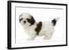 Shih Tzu Puppy in Studio-null-Framed Photographic Print