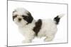 Shih Tzu Puppy in Studio-null-Mounted Photographic Print
