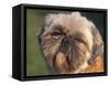 Shih Tzu Puppy Portrait-Adriano Bacchella-Framed Stretched Canvas