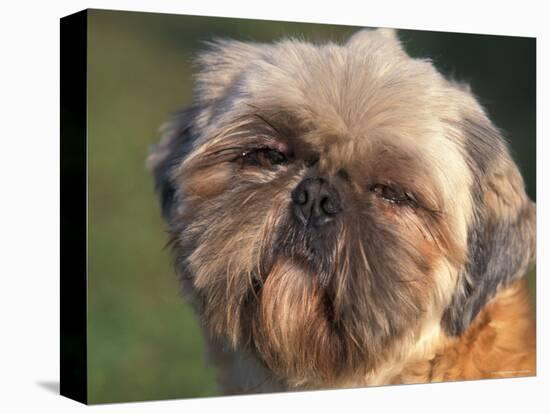 Shih Tzu Puppy Portrait-Adriano Bacchella-Stretched Canvas