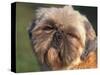 Shih Tzu Puppy Portrait-Adriano Bacchella-Stretched Canvas