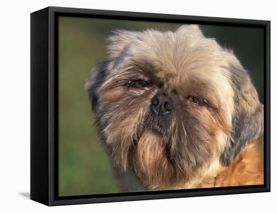 Shih Tzu Puppy Portrait-Adriano Bacchella-Framed Stretched Canvas