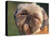 Shih Tzu Puppy Portrait-Adriano Bacchella-Stretched Canvas