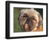 Shih Tzu Puppy Portrait-Adriano Bacchella-Framed Premium Photographic Print