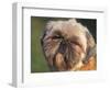 Shih Tzu Puppy Portrait-Adriano Bacchella-Framed Premium Photographic Print