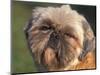 Shih Tzu Puppy Portrait-Adriano Bacchella-Mounted Premium Photographic Print