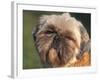 Shih Tzu Puppy Portrait-Adriano Bacchella-Framed Photographic Print