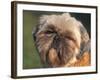 Shih Tzu Puppy Portrait-Adriano Bacchella-Framed Photographic Print