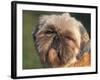 Shih Tzu Puppy Portrait-Adriano Bacchella-Framed Photographic Print