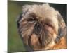 Shih Tzu Puppy Portrait-Adriano Bacchella-Mounted Photographic Print