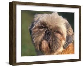 Shih Tzu Puppy Portrait-Adriano Bacchella-Framed Photographic Print