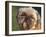 Shih Tzu Puppy Portrait-Adriano Bacchella-Framed Photographic Print