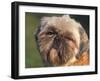 Shih Tzu Puppy Portrait-Adriano Bacchella-Framed Photographic Print