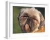 Shih Tzu Puppy Portrait-Adriano Bacchella-Framed Photographic Print