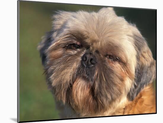 Shih Tzu Puppy Portrait-Adriano Bacchella-Mounted Photographic Print