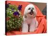 Shih Tzu puppy sitting by flowers-Zandria Muench Beraldo-Stretched Canvas