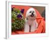 Shih Tzu puppy sitting by flowers-Zandria Muench Beraldo-Framed Photographic Print