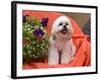 Shih Tzu puppy sitting by flowers-Zandria Muench Beraldo-Framed Photographic Print