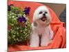 Shih Tzu puppy sitting by flowers-Zandria Muench Beraldo-Mounted Photographic Print