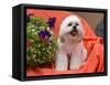 Shih Tzu puppy sitting by flowers-Zandria Muench Beraldo-Framed Stretched Canvas