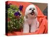 Shih Tzu puppy sitting by flowers-Zandria Muench Beraldo-Stretched Canvas