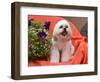 Shih Tzu puppy sitting by flowers-Zandria Muench Beraldo-Framed Photographic Print