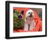 Shih Tzu puppy sitting by flowers-Zandria Muench Beraldo-Framed Photographic Print