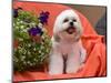 Shih Tzu puppy sitting by flowers-Zandria Muench Beraldo-Mounted Photographic Print
