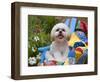 Shih Tzu puppy sitting on a colorful quilt in a garden-Zandria Muench Beraldo-Framed Photographic Print