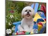 Shih Tzu puppy sitting on a colorful quilt in a garden-Zandria Muench Beraldo-Mounted Photographic Print