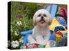 Shih Tzu puppy sitting on a colorful quilt in a garden-Zandria Muench Beraldo-Stretched Canvas