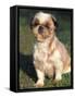 Shih Tzu Puppy Sitting on Grass-Adriano Bacchella-Framed Stretched Canvas