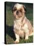 Shih Tzu Puppy Sitting on Grass-Adriano Bacchella-Stretched Canvas