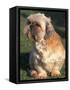 Shih Tzu Puppy Sitting on Grass-Adriano Bacchella-Framed Stretched Canvas