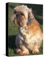 Shih Tzu Puppy Sitting on Grass-Adriano Bacchella-Stretched Canvas