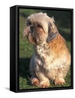 Shih Tzu Puppy Sitting on Grass-Adriano Bacchella-Framed Stretched Canvas