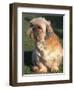 Shih Tzu Puppy Sitting on Grass-Adriano Bacchella-Framed Premium Photographic Print