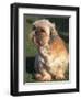 Shih Tzu Puppy Sitting on Grass-Adriano Bacchella-Framed Premium Photographic Print