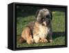 Shih Tzu Puppy Sitting on Grass-Adriano Bacchella-Framed Stretched Canvas