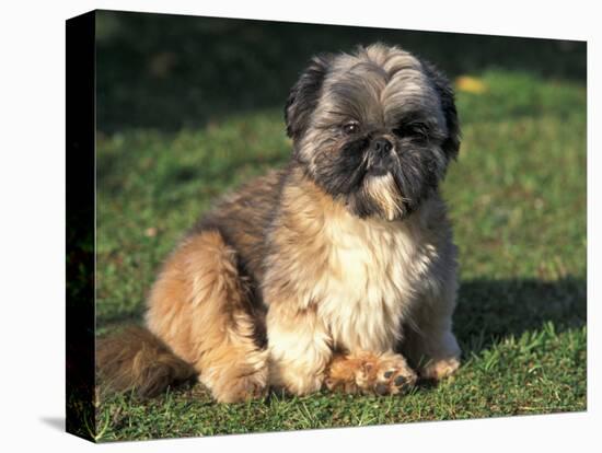 Shih Tzu Puppy Sitting on Grass-Adriano Bacchella-Stretched Canvas