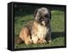 Shih Tzu Puppy Sitting on Grass-Adriano Bacchella-Framed Stretched Canvas