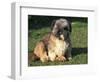 Shih Tzu Puppy Sitting on Grass-Adriano Bacchella-Framed Premium Photographic Print