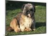 Shih Tzu Puppy Sitting on Grass-Adriano Bacchella-Mounted Premium Photographic Print